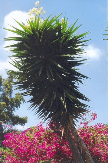 Spanish Yucca