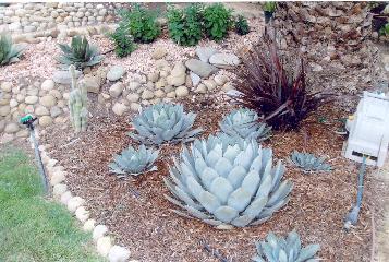 Agave Parryi Truncata